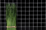 Piastrella di mosaico dipinta a mano in ceramica nera opaca Backsplash cucina MOS16-0311_m